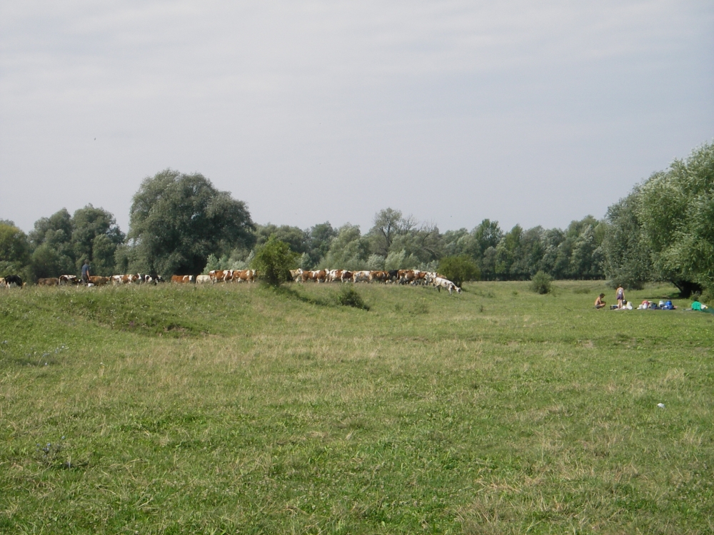 08ipel001.jpg