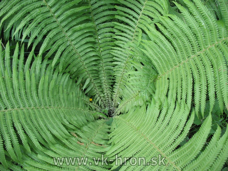 11ukrajina018.jpg