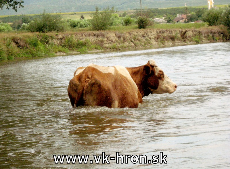 12_hornad_41.jpg