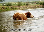 12_hornad_41.jpg