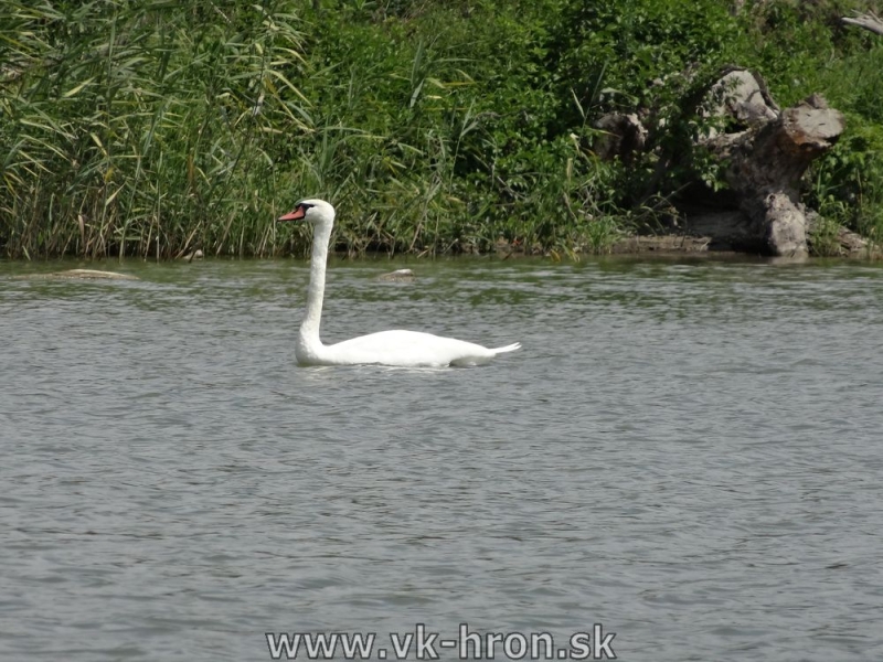 13_szigetkoz_dunaj_017.jpg
