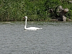13_szigetkoz_dunaj_017.jpg