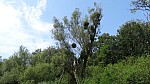 15_moson_010.jpg
