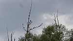 15_moson_042.jpg