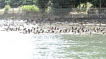 15_moson_051.jpg