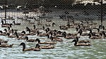 15_moson_052.jpg